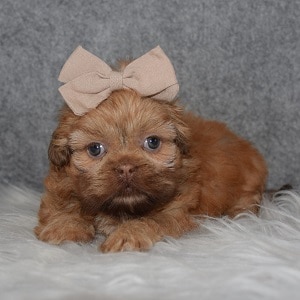 Shih Tzu Puppy For Sale – Meringue, Female – Deposit Only