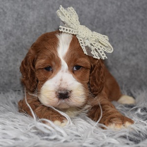 Cockapoo Puppy For Sale – Mor, Female – Deposit Only