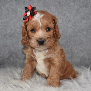 Cockapoo Puppy For Sale – Mystic, Female – Deposit Only