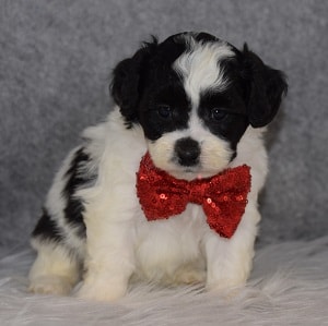 Shichon Puppy For Sale – Peanut, Male – Deposit Only