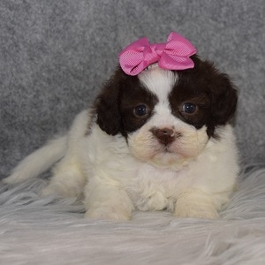 Shichon Puppy For Sale – Pecan, Female – Deposit Only