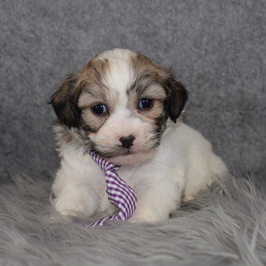 Shichon Puppy For Sale – Pete, Male – Deposit Only