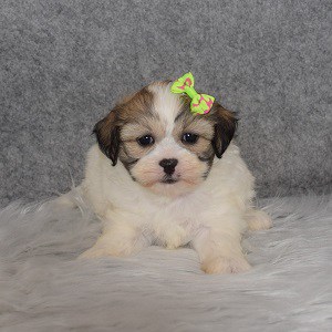 Shichon Puppy For Sale – Posey, Female – Deposit Only