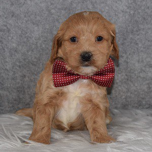 Cockapoo Puppy For Sale – Razzle, Male – Deposit Only