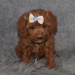 Poodle Puppy For Sale – Ruby, Female – Deposit Only