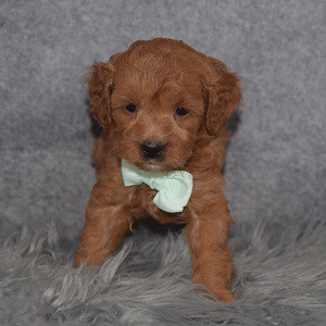 Poodle Puppy For Sale – Rusty, Male – Deposit Only