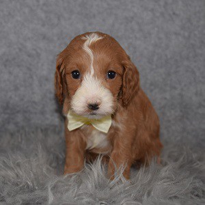 Cockapoo Puppy For Sale – Sake, Male – Deposit Only