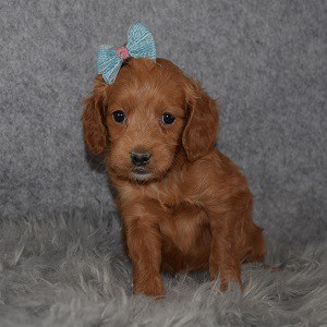 Cockapoo Puppy For Sale – Sangria, Female – Deposit Only