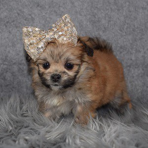 Shih Pom Puppy For Sale – Savannah, Female – Deposit Only