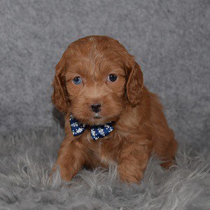 Cockapoo Puppy For Sale – Scotch, Male – Deposit Only