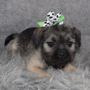 Schnug Puppy For Sale – Shannon, Female – Deposit Only