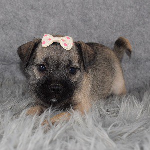 Schnug Puppy For Sale – Shenna, Female – Deposit Only