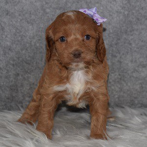 Cockapoo Puppy For Sale – Shimmer, Female – Deposit Only