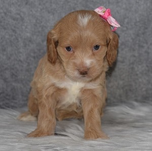 Cockapoo Puppy For Sale – Sparkle, Female – Deposit Only