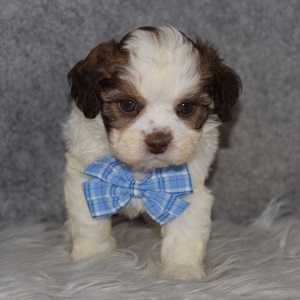 Shichon Puppy For Sale – Spot, Male – Deposit Only