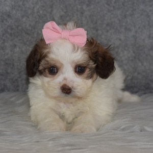 Shichon Puppy For Sale – Sprinkle, Female – Deposit Only
