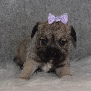 Schnug Puppy For Sale – Star, Female – Deposit Only