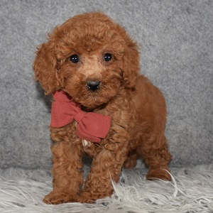 Poodle Puppy For Sale – Tate, Male – Deposit Only