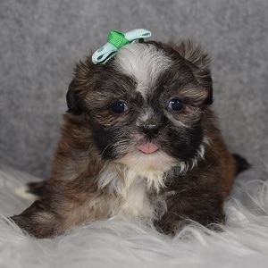 Shih Tzu Puppy For Sale – Tiramisu, Female – Deposit Only