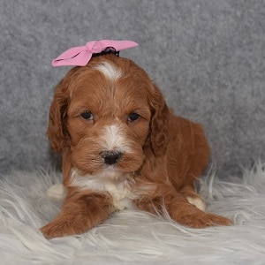Cockapoo Puppy For Sale – Trinity, Female – Deposit Only