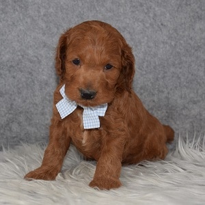 Cockapoo Puppy For Sale – Tristan, Male – Deposit Only