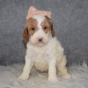 Cockapoo Puppy For Sale – Trixie, Female – Deposit Only