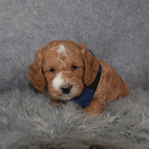 Cockapoo Puppy For Sale – Weston, Male – Deposit Only