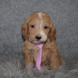 Cockapoo Puppy For Sale – Whiskey, Male – Deposit Only