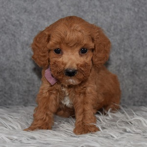 Poodle Puppy For Sale – Whit, Male – Deposit Only