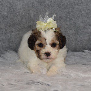 Shichon Puppy For Sale – Winnie, Female – Deposit Only