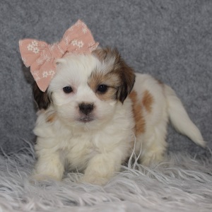 Shichon Puppy For Sale – Winona, Female – Deposit Only