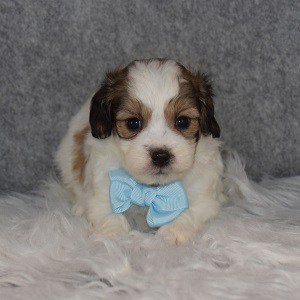 Shichon Puppy For Sale – Winslow, Male – Deposit Only
