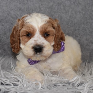Cockapoo Puppy For Sale – Winston, Male – Deposit Only