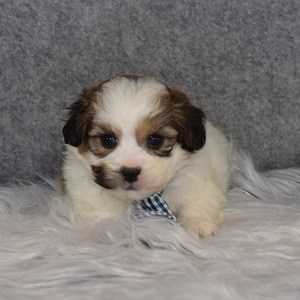 Shichon Puppy For Sale – Winston, Male – Deposit Only