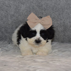 Shichon Puppy For Sale – Zara, Female – Deposit Only