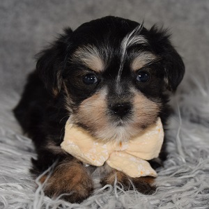 Morkie Puppy For Sale – Bayou, Male – Deposit Only