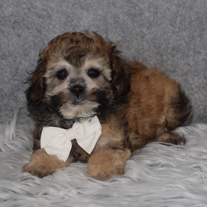 Teddypoo Puppy For Sale – Boots, Male – Deposit Only