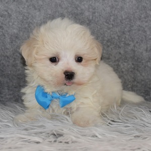 Maltese Puppy For Sale – Danny, Male – Deposit Only