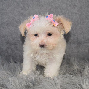 Maltese Puppy For Sale – Ivory, Female – Deposit Only