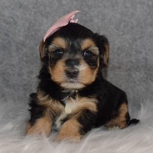 Morkie Puppy For Sale – Moscow, Female – Deposit Only