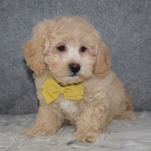 Teddypoo Puppy For Sale – Noah, Male – Deposit Only