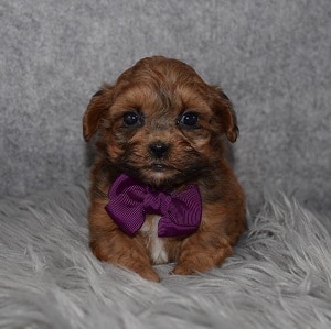 Teddypoo Puppy For Sale – Quinn, Male – Deposit Only