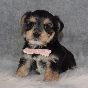 Morkie Puppy For Sale – Tokyo, Female – Deposit Only