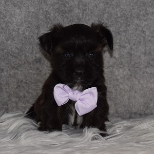 Morkie Puppy For Sale – Zeke, Male – Deposit Only