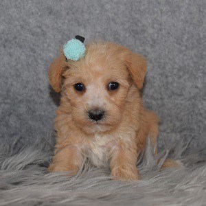 Schnoodle Puppy For Sale – Avalon, Female – Deposit Only