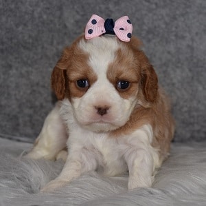 Cavapoo Puppy For Sale – Bluey, Female – Deposit Only