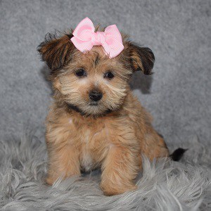 Shorkie Puppy For Sale – Bonnie, Female – Deposit Only