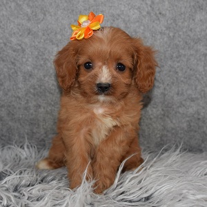 Cavapoo Puppy For Sale – Carrot, Female – Deposit Only