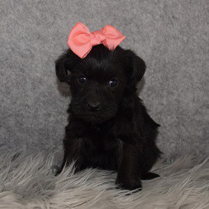 Schnoodle Puppy For Sale – Fantasia, Female – Deposit Only