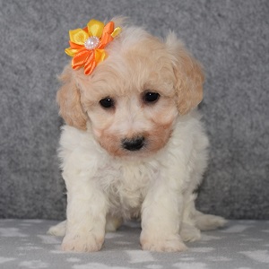 Bichonpoo Puppy For Sale – Flora, Female – Deposit Only